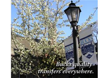 flowering tree near sign with 'bucks quality transfers everywhere'